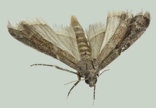 Réf. 350 676 : Ephestia elutella